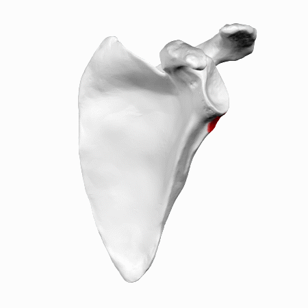 ملف:Infraglenoid tubercle of left scapula - animation.gif