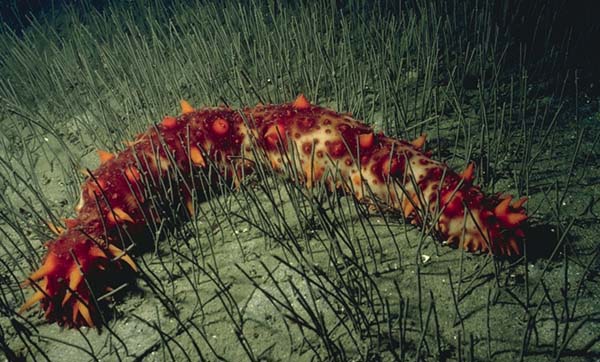 ملف:Parastichopus californicus.jpg