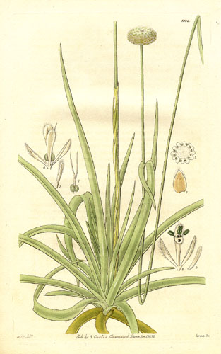 ملف:Eriocaulon decangulare (1832).jpg