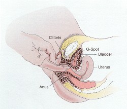 كيفية الوصول لجي سبوت