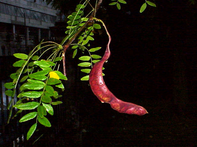 ملف:Gleditsia japonica1.jpg