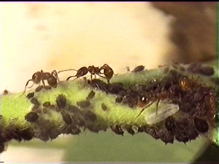 ملف:Myrmica puceron.jpg