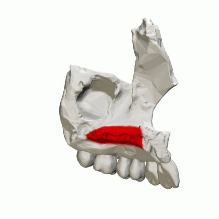 ملف:Palatine process of maxilla - animation03.gif