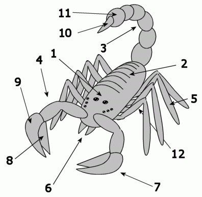 ملف:Scorpion anatomy.png