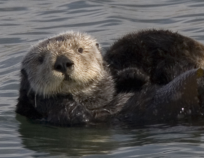 ملف:Sea otter cropped.jpg