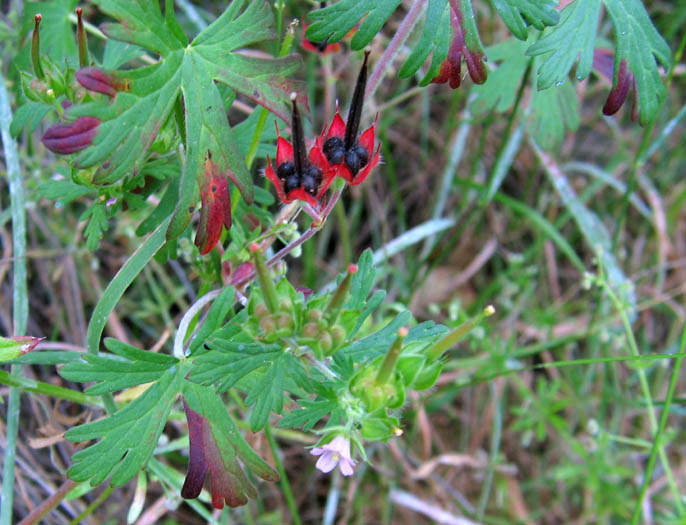 ملف:Geranium carolinianum NPS-01.jpg