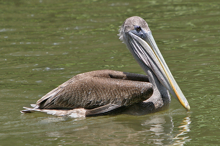 ملف:Pink-backed Pelican.jpg