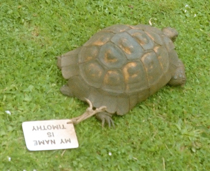 ملف:TimothythetortoisePowderhamCastle (cropped).jpg