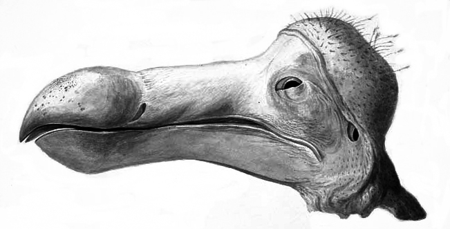 ملف:Dodo head.jpg