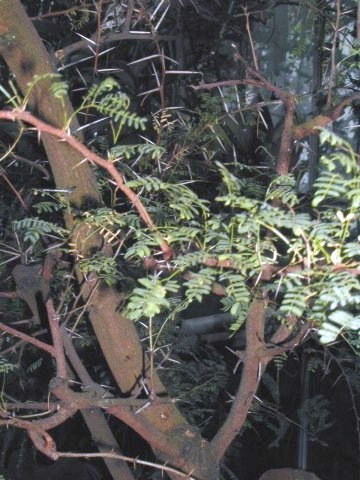 ملف:Acacia-horrida.jpg