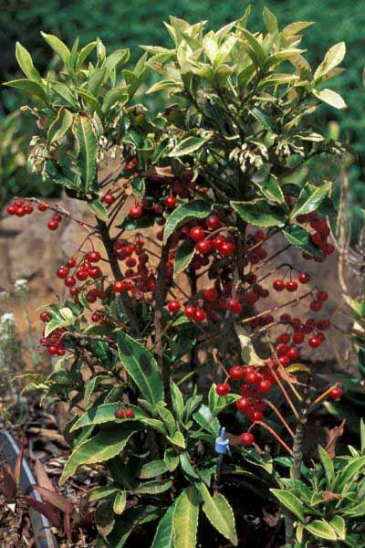 ملف:Ardisia.crenata1.jpg