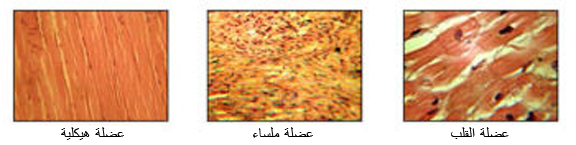 ملف:Illu muscle tissues.jpg