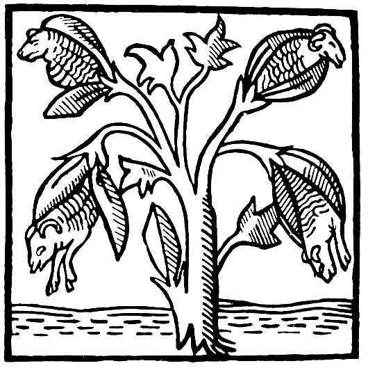 ملف:Mandeville cotton.jpg