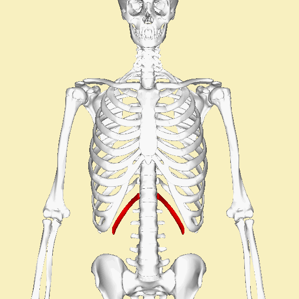 ملف:Twelfth rib animation.gif