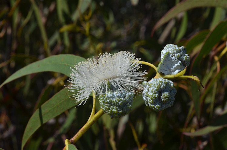ملف:Eucalyptus globulus globulus buds.jpg