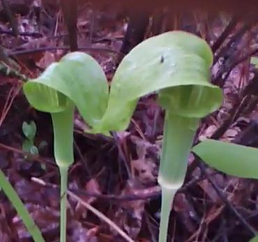 ملف:Jack-in-the-Pulpit.jpg