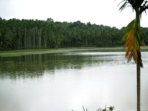 ملف:Manjeri.jpg