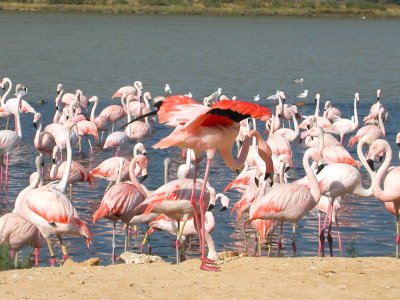 ملف:Syl20Flamant.jpg