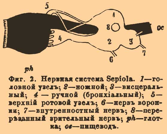 ملف:Brockhaus and Efron Encyclopedic Dictionary b17 096-0.jpg