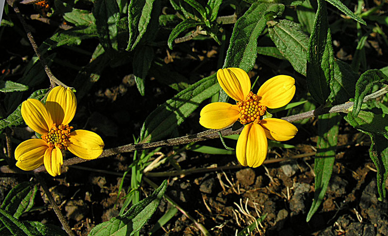 ملف:Perymenium discolor (9228982704).jpg