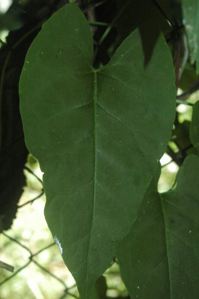 ملف:Fallopia multiflora leaf.jpg