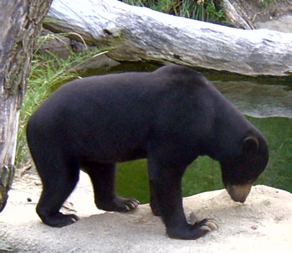 ملف:Sun Bear.jpg
