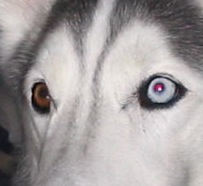 ملف:Bi-eyehusky2.jpg