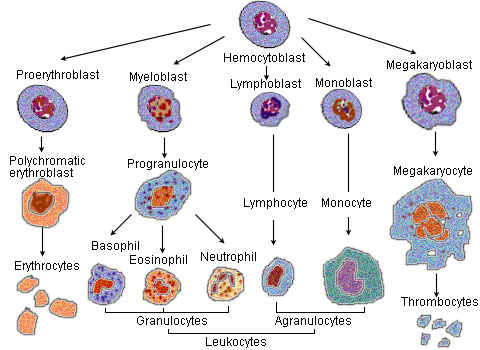 ملف:Illu blood cell lineage.jpg