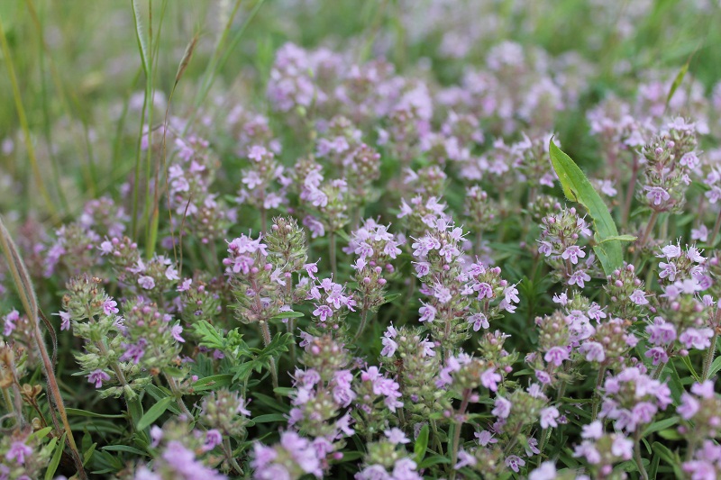 ملف:Чебрець Маршаллів (Thymus marschallianus).jpg