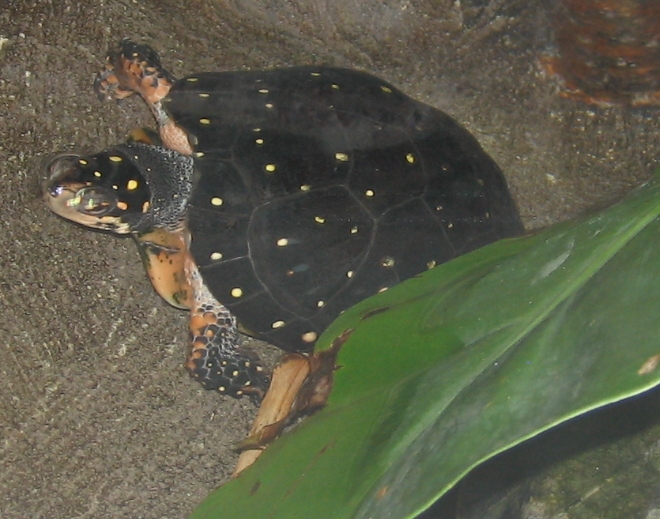 ملف:Spotted Turtle.jpg