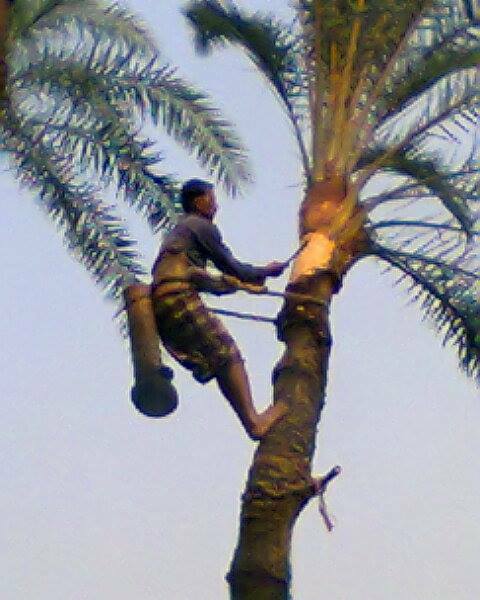 ملف:Collecting Date Juice.jpg