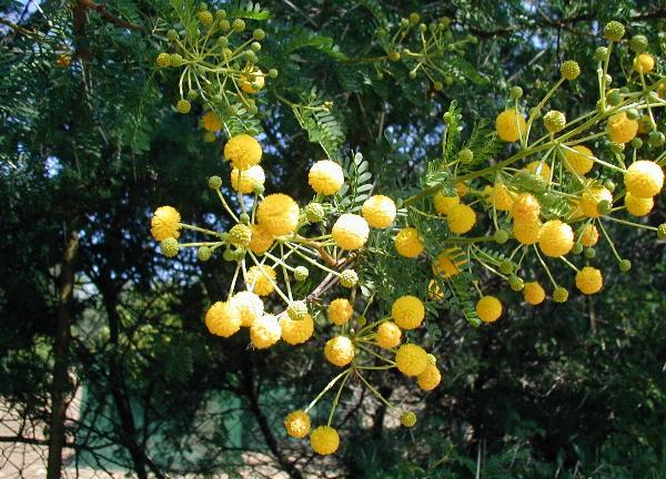 ملف:Acacia karroo2.jpg