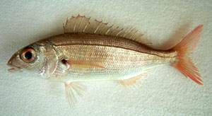 Pagellus acarne.jpg