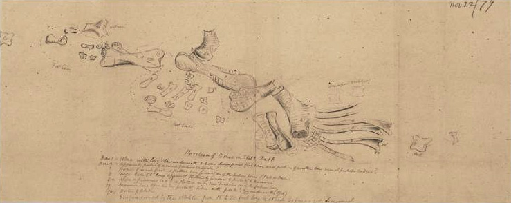 ملف:Position of bones in skeleton sketched by Arthur Lakes.jpg