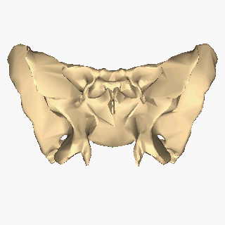 ملف:Sphenoid bone - close-up - inferior view animation.gif