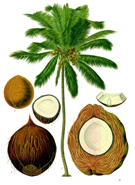 ملف:Coconut.jpg