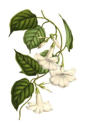 ملف:Mandevilla suaveolens - Lemaire.jpg