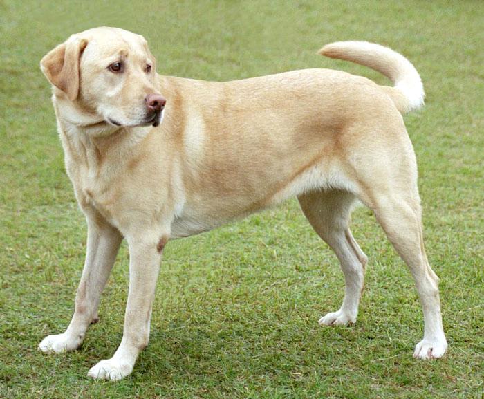 ملف:YellowLabradorLooking new.jpg