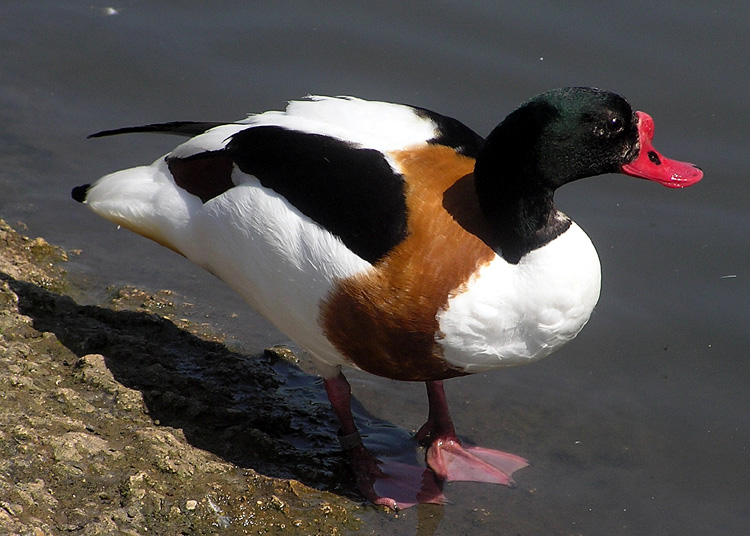 ملف:Common.shelduck.2.arp.750pix.jpg