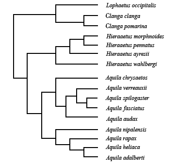 ملف:Aquilla Phylogeny.png