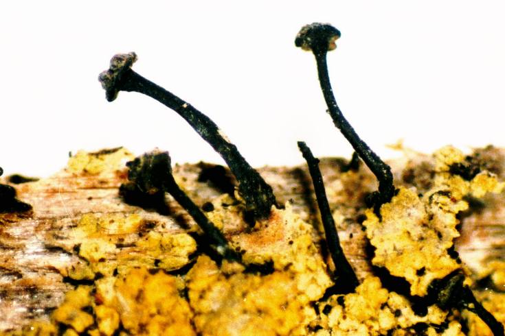 ملف:Calicium viride-1.jpg