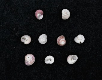 ملف:Cinysca dunkeri 001.jpg