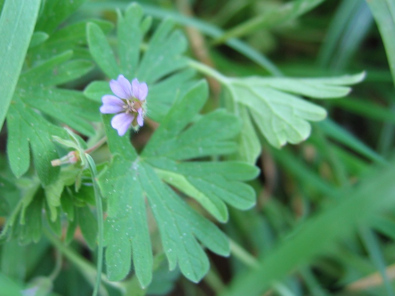 ملف:Geranium pusillum.jpeg