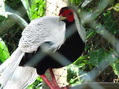 ملف:Male Silver Pheasant.jpg