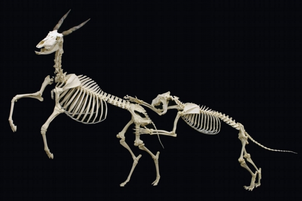 ملف:Lion and eland.jpg