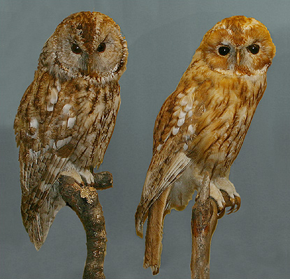 ملف:Natugle stor.jpg