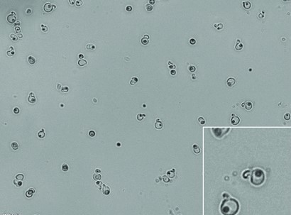 ملف:Debaryomyces hansenii 5-1-6 (Sidari 2021).jpg