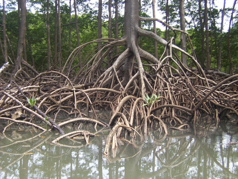 ملف:Roots by cesarpb.jpg