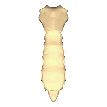 ملف:Sternum - close-up - animation.gif