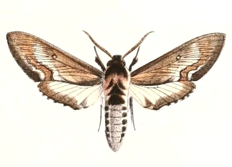 ملف:Neogene reevei 1894.jpg